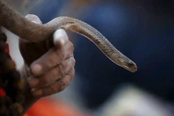 Kerala Man Kills Wife Using Cobra Snake to Bite Her, Say Police