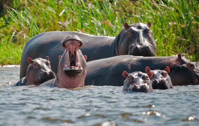 Know Pablo Escobar? Hail his hippos who're restoring a lost world

