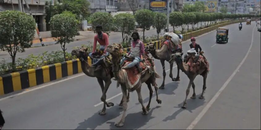Andhra migrant workers ride camels to set 1,200 km-long journey back home in Rajasthan