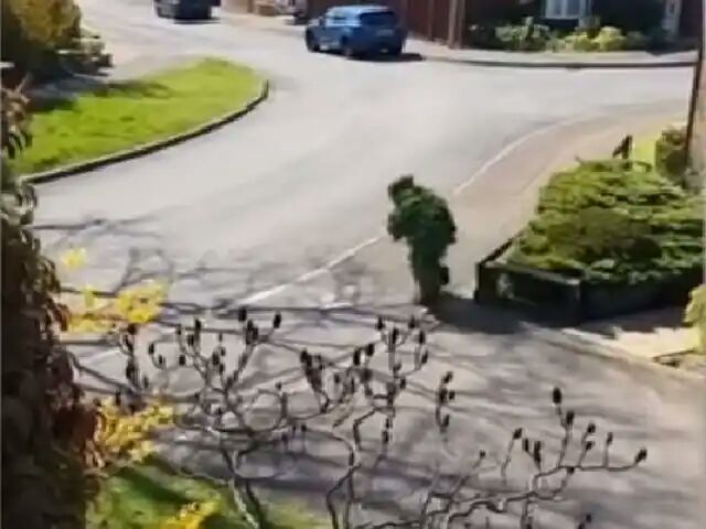 Man caught escaping coronavirus lockdown by dressing as a bush, video goes viral [WATCH]