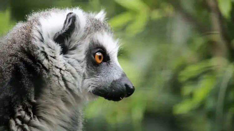 Stink flirting - Here's how male ring-tailed lemurs attract mates