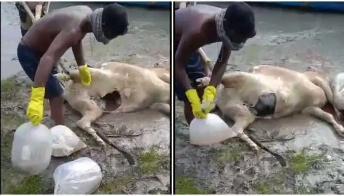 BSF foils cross-border smuggling of fish eggs stuffed inside cattle carcasses in Bengal